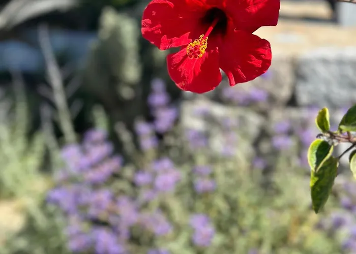 ホテル Margie Mykonos Mykonos Town