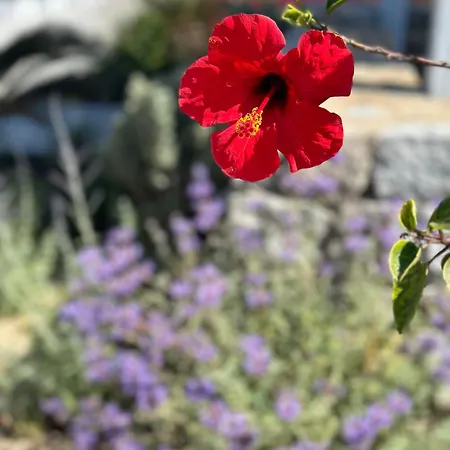 מלון Margie Mykonos Mykonos Town