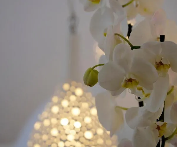 玛吉米科诺斯酒店 酒店 Mykonos Town