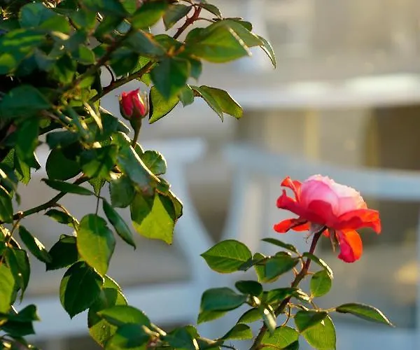 玛吉米科诺斯酒店 4*